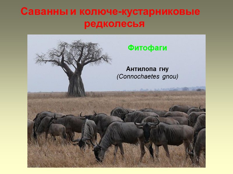Саванны и колюче-кустарниковые редколесья Фитофаги Антилопа гну (Connochaetes gnou)